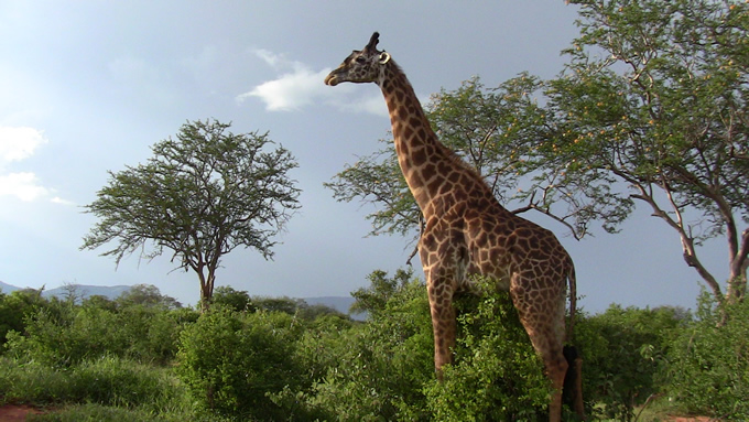 African Memorable Safaris 