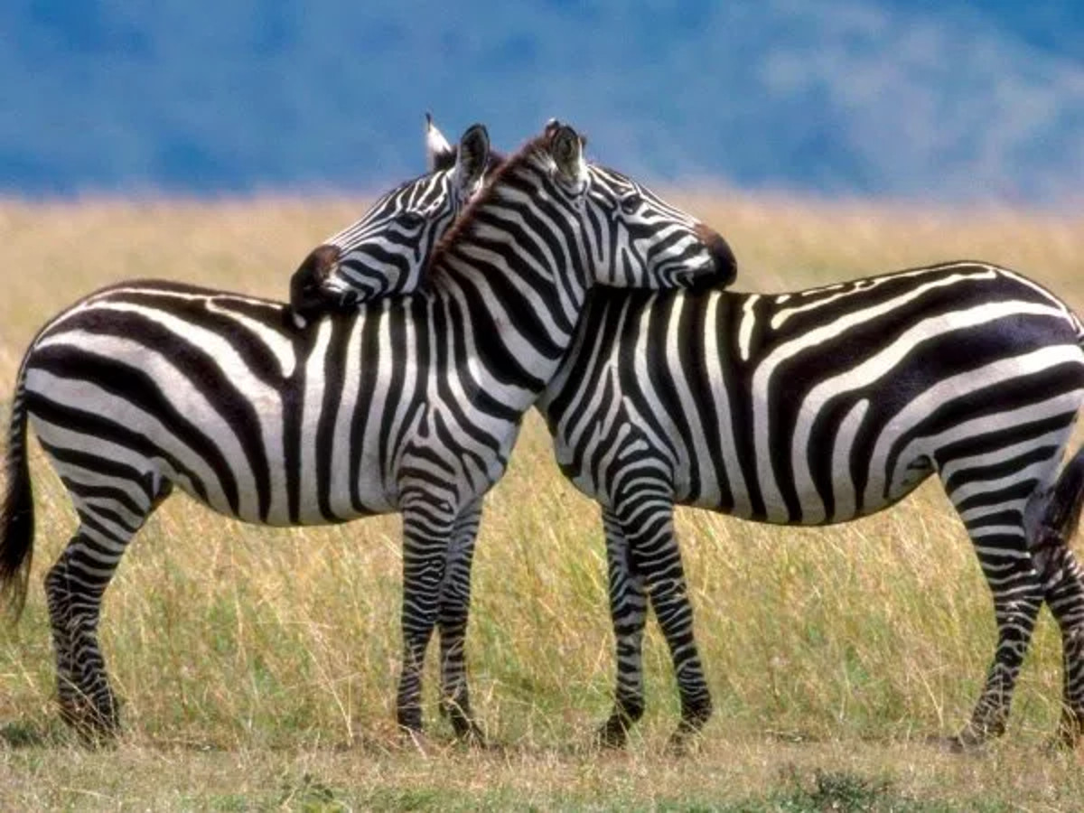 Benroso Safaris