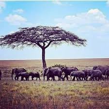 Tanzania Outland Tours and Safaris