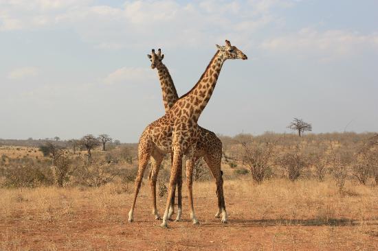 Gazelle Safaris