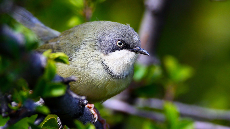 Last chance to save the Taita Apalis from extinction 