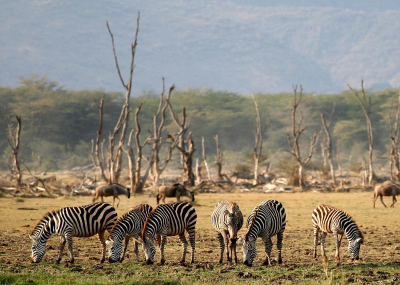 11 Days Kenya and Tanzania Tented Safari