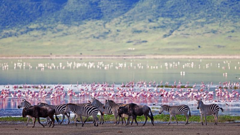7 Days Kenya,Tanzania safari via Lake Victoria