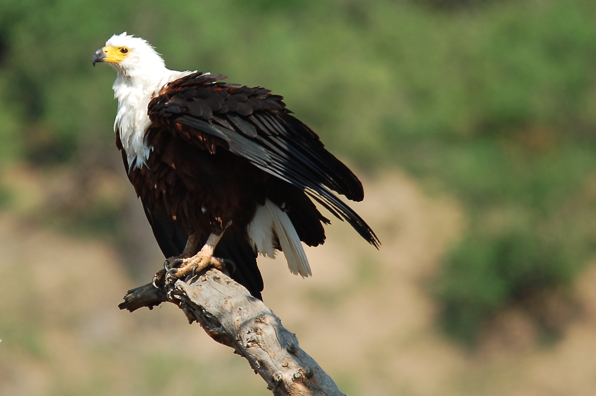 The African Fish Eagle - Know your subject - Bird photography