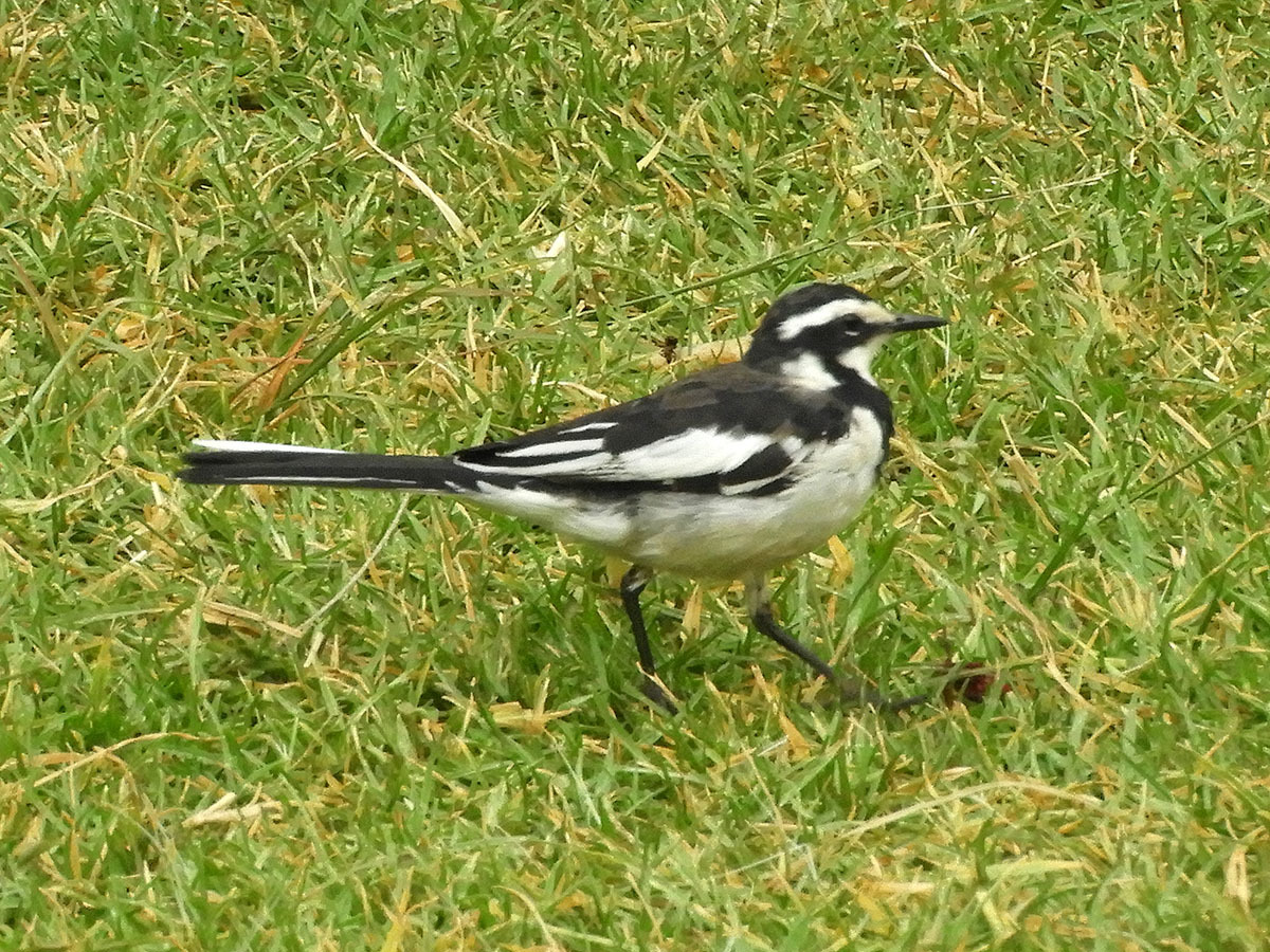 african pied wagtail