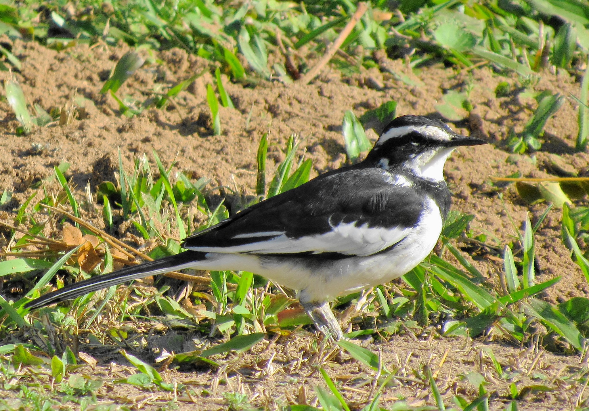 african pied wagtail