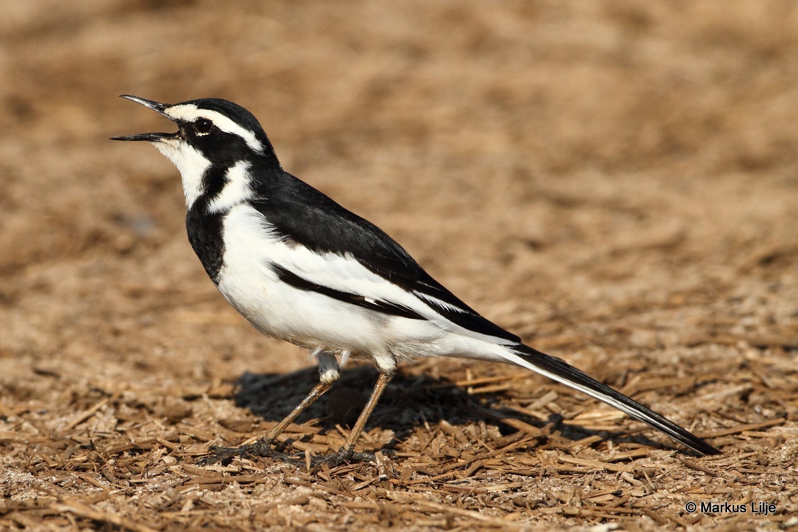 african pied wagtail