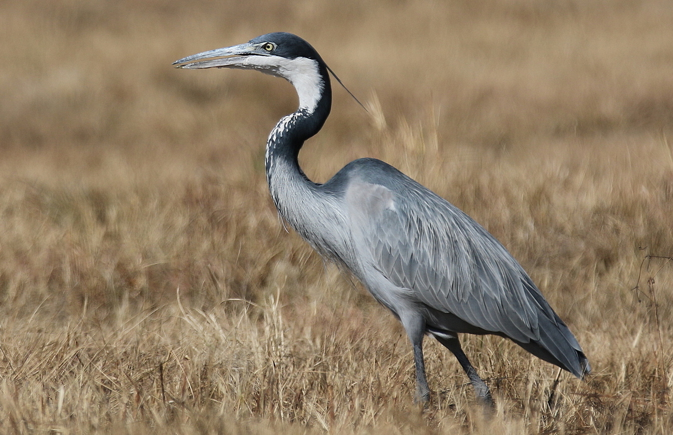 Heron перевод