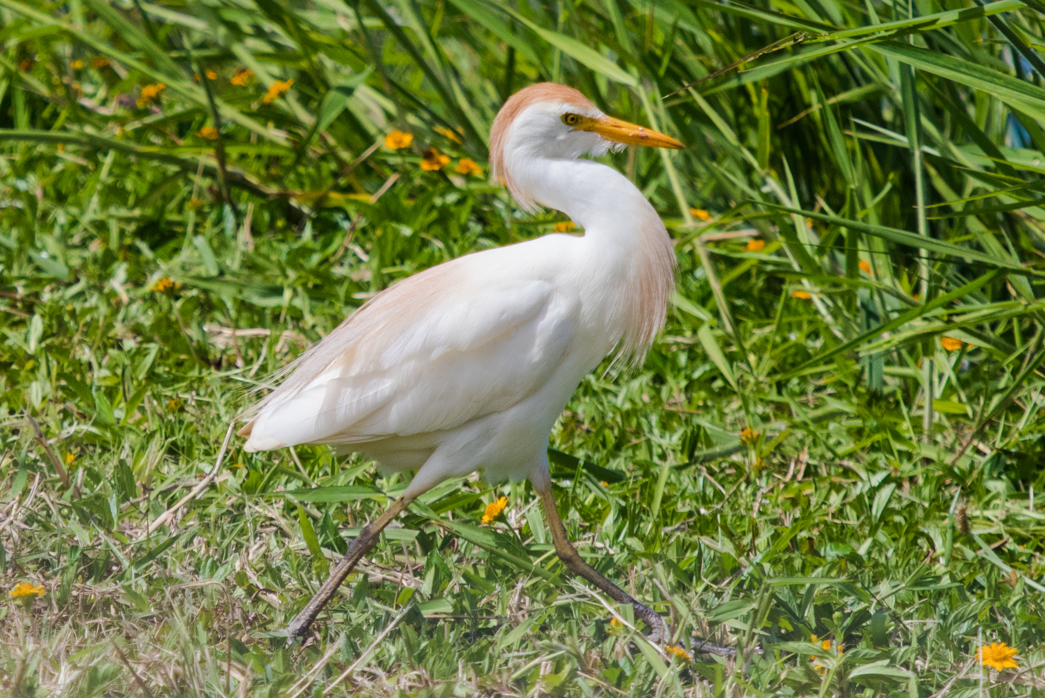 Cattle Egrets Commensalism Relationship