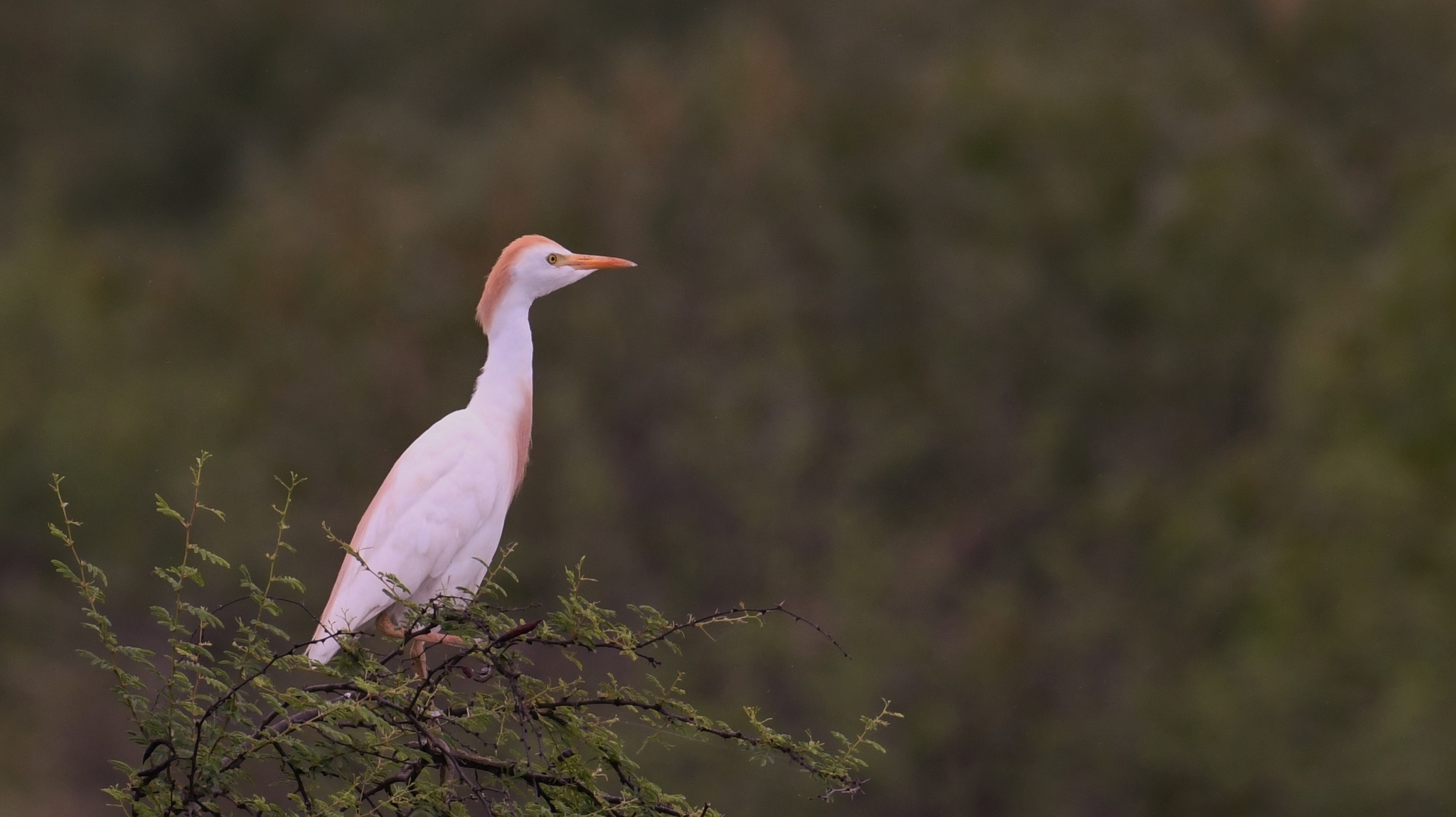 Cattle Egrets Commensalism Relationship