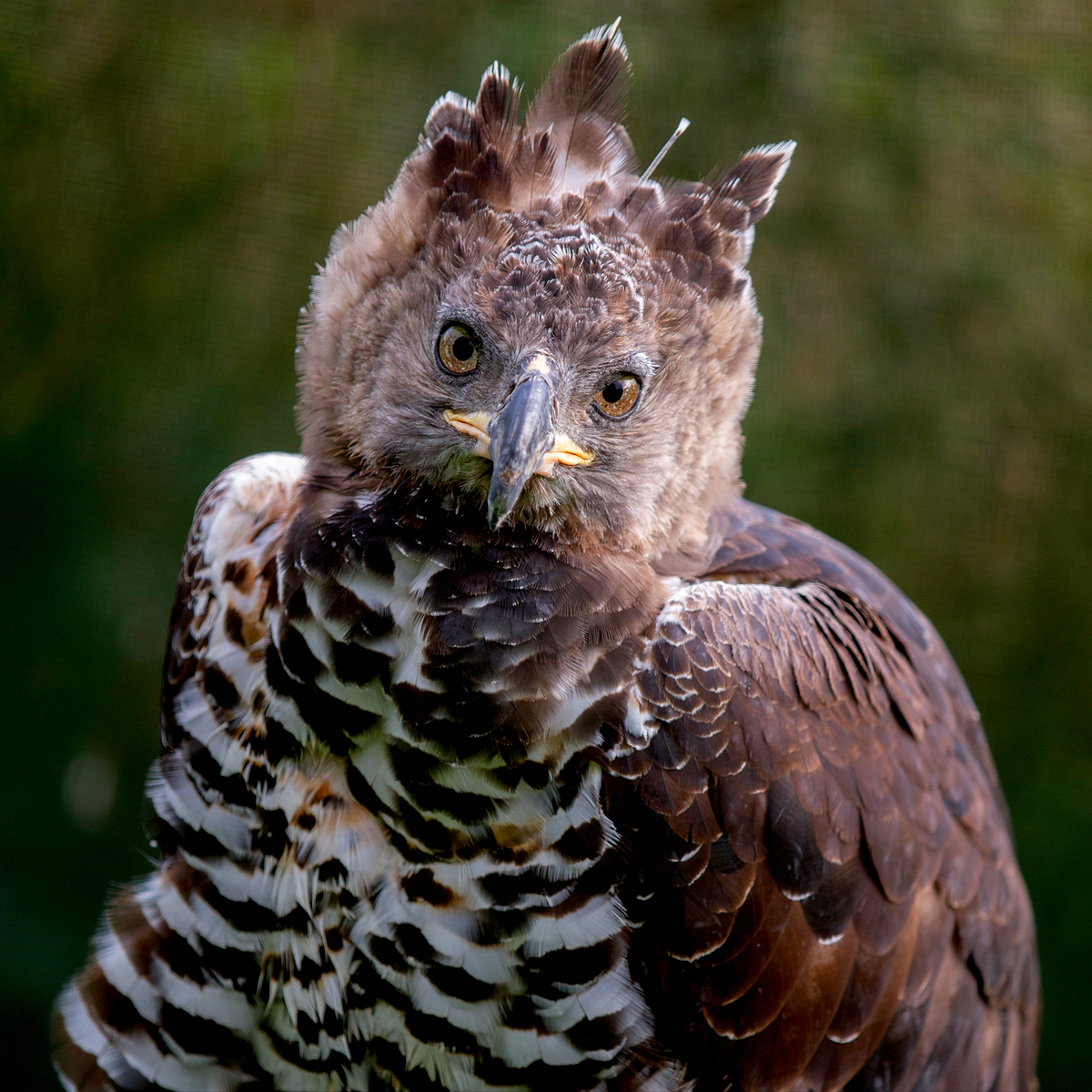 african crowned eagle head