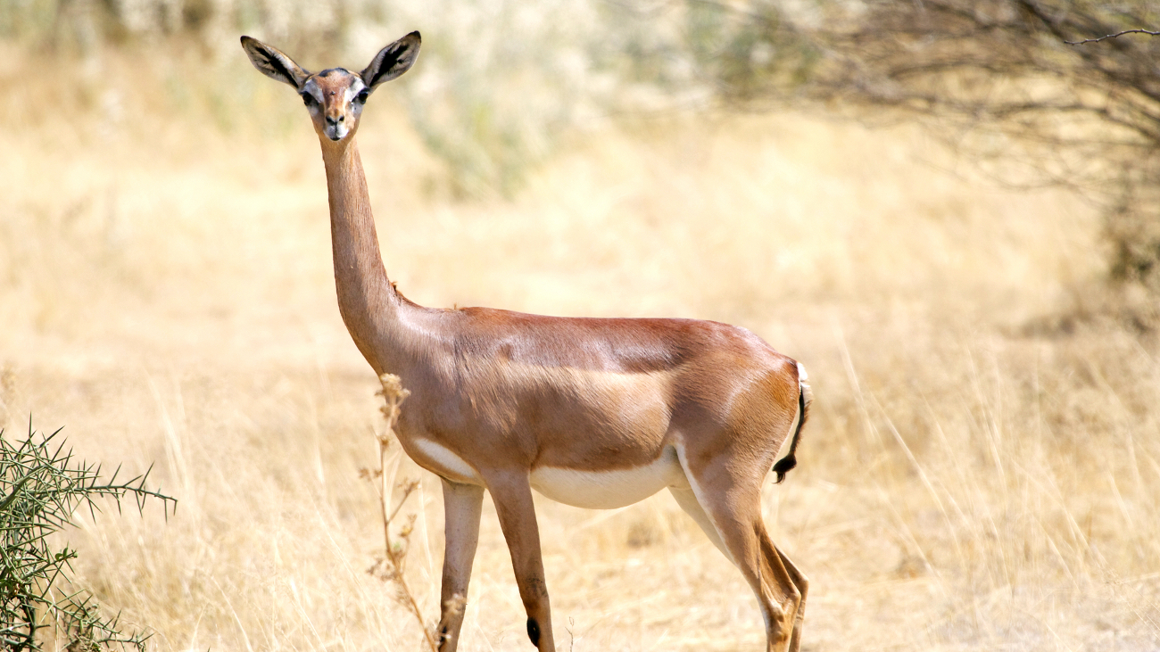 Wild Life & Birds - iSafiri