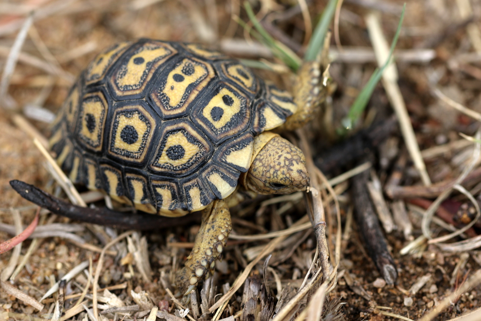 Leopard Tortoise - iSafiri