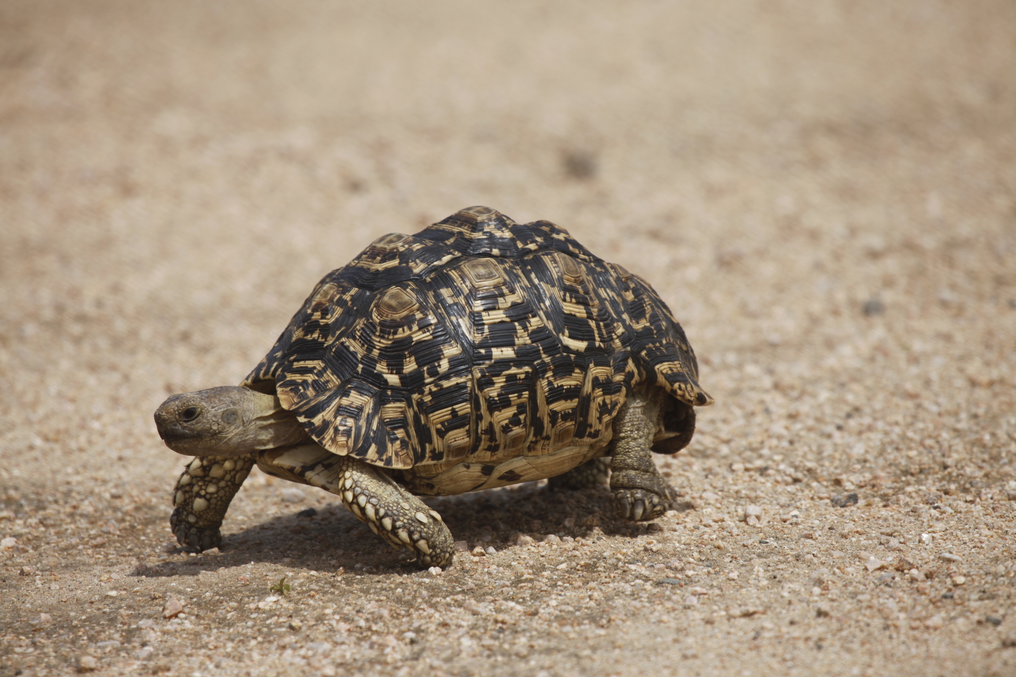 Leopard Tortoise - Isafiri