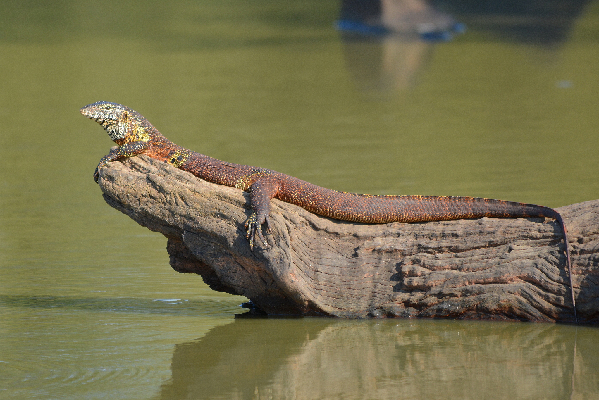 Hermès Rouge Vif Varanus Niloticus Water Monitor Lizard Constance 18  QGBCTA1MRB000