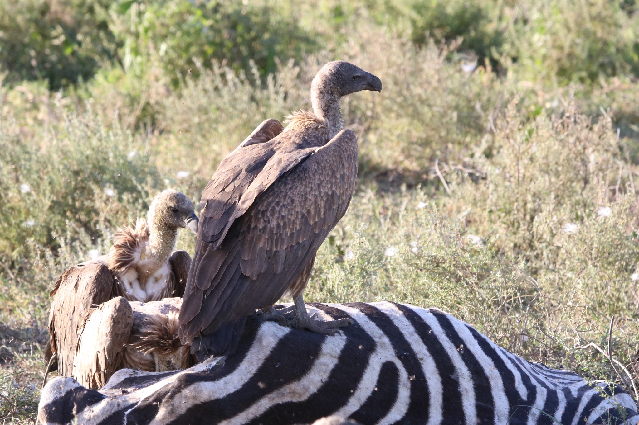 White-backed vulture, facts and photos