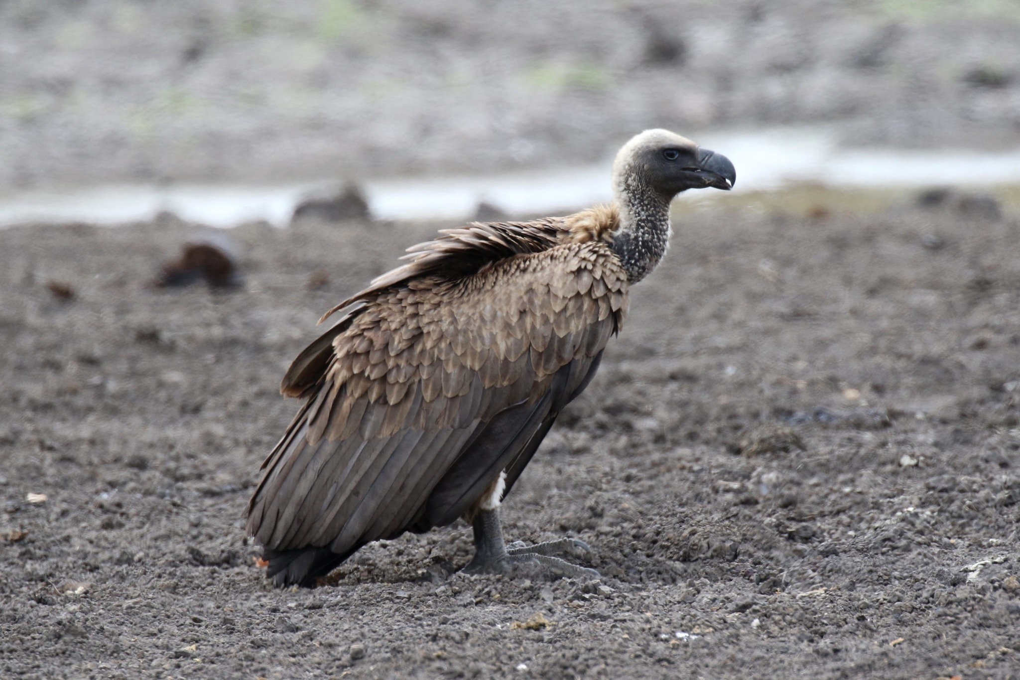 white rumped vulture