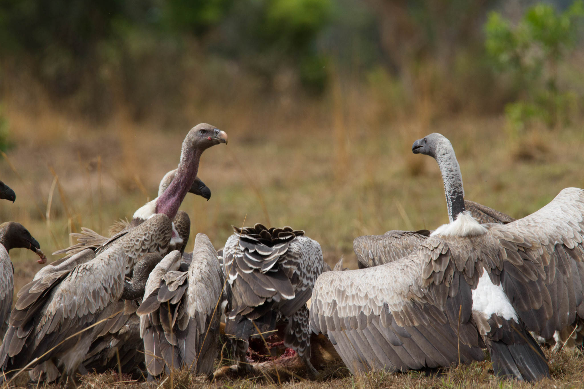 White-backed vulture, facts and photos