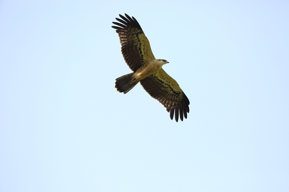 1555649055_Ayres's_hawk-eagle.jpg