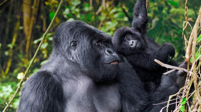10 Nights/ 11 Rwanda Gorilla Tour and Kenya 